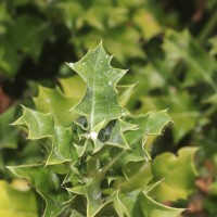 Acanthus ilicifolius L.